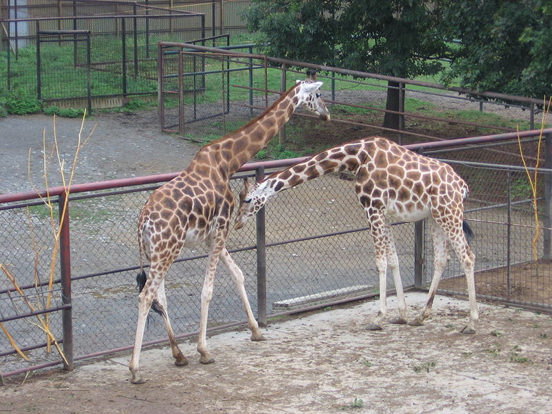 800px-zoo_olomouc_-_giraffe_run1[1]